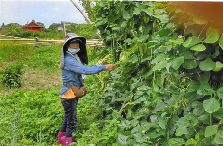 生產者圖片