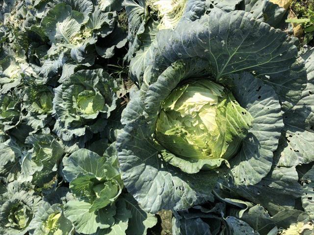 生產者圖片