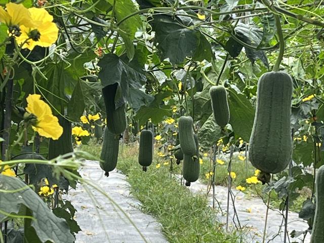 生產者圖片