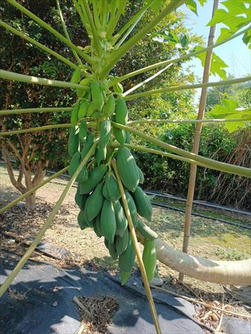 生產者圖片