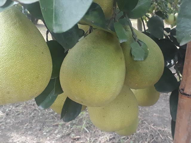 生產者圖片