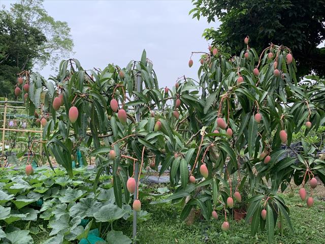 生產者圖片
