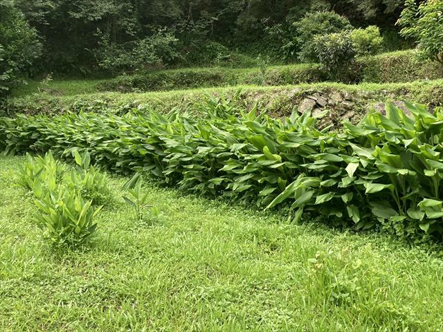生產者圖片