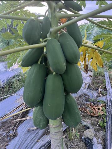 生產者圖片