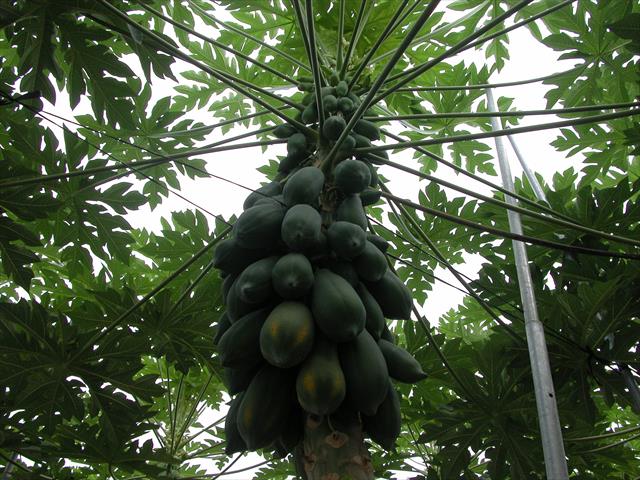 生產者圖片