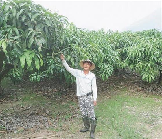 生產者圖片