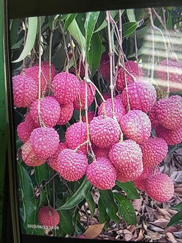 生產者圖片