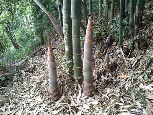 生產者圖片