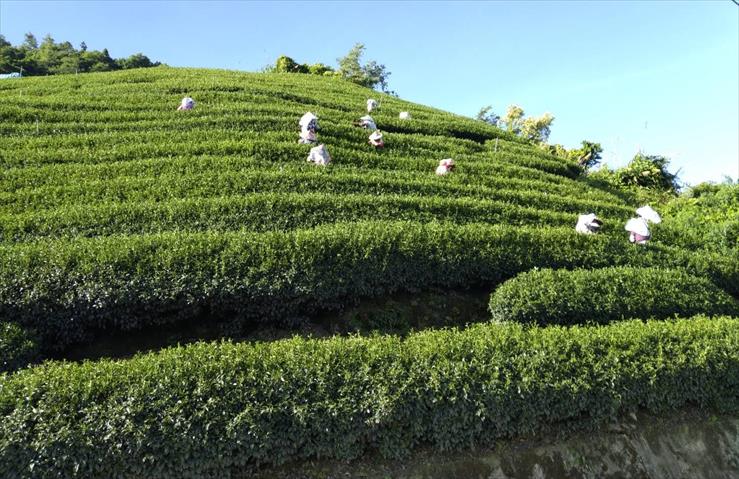 生產者圖片