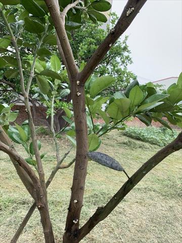 生產者圖片