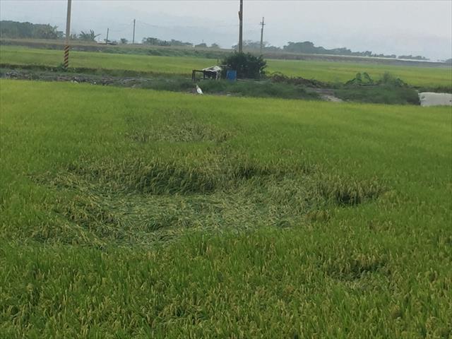 生產者圖片