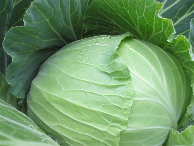 生產者圖片