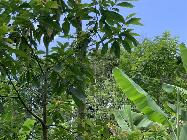 生產者圖片