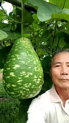 生產者圖片