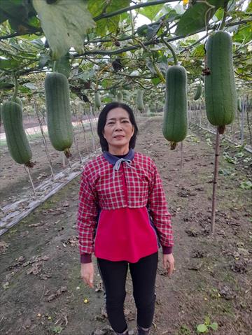 生產者圖片