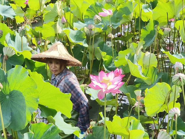 生產者圖片