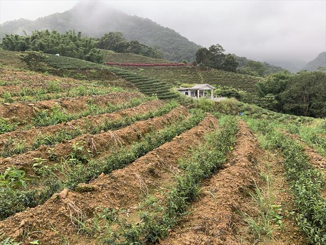 生產者圖片