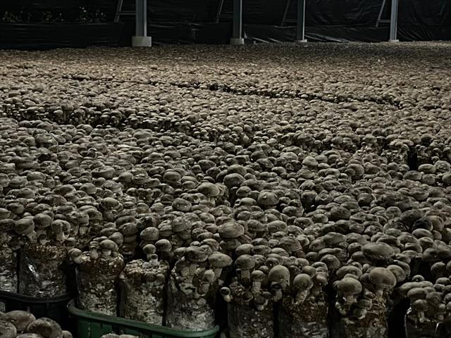 生產者圖片