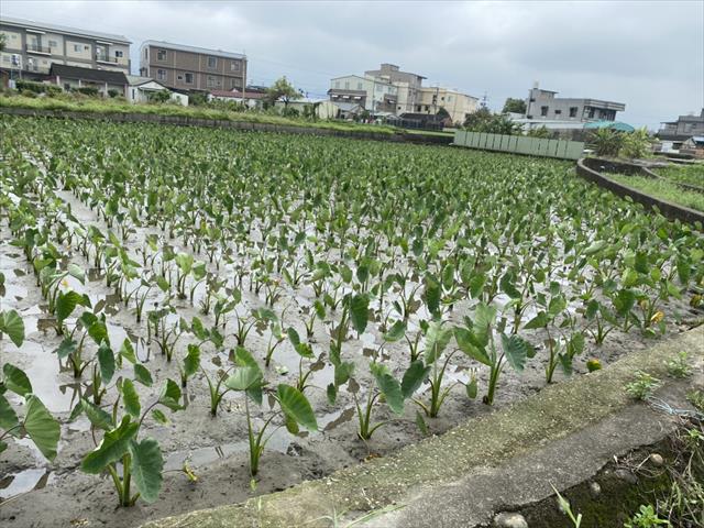 生產者圖片