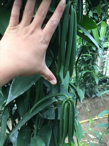 生產者圖片