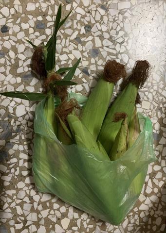 生產者圖片