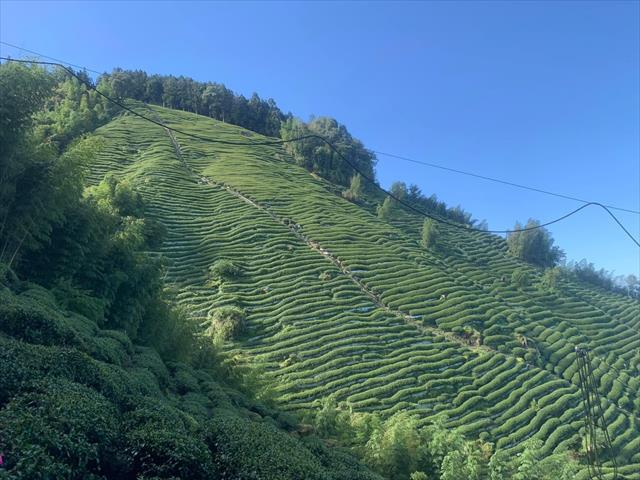生產者圖片