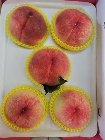 生產者圖片