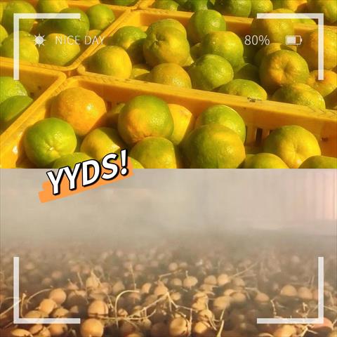 生產者圖片