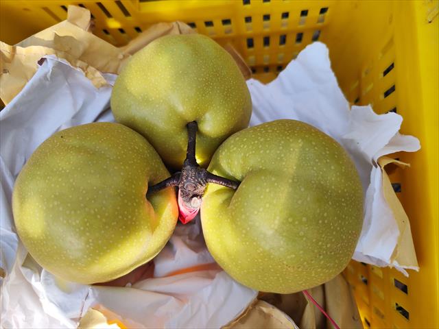 生產者圖片