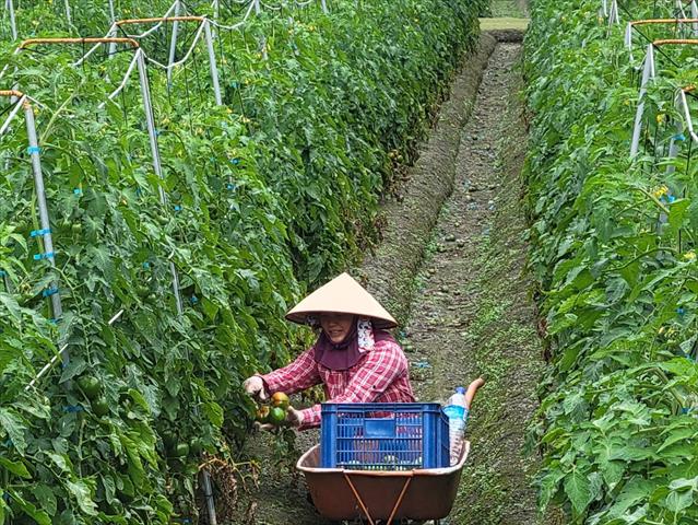 生產者圖片