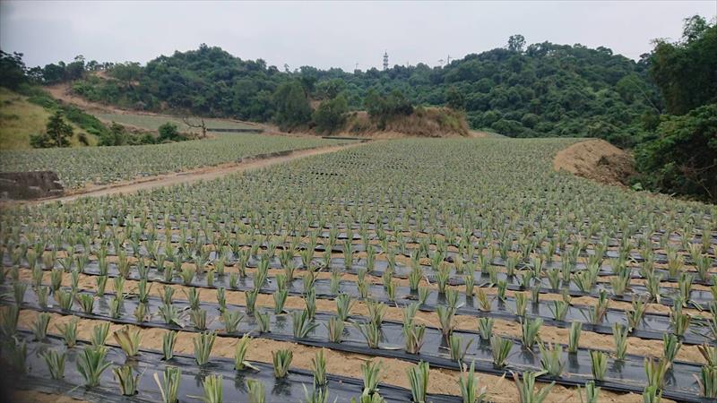 生產者圖片