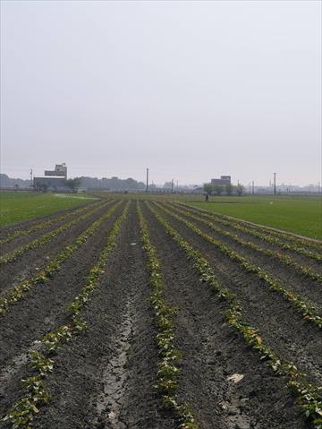 生產者圖片