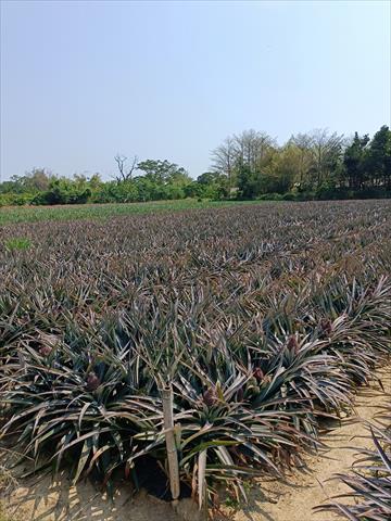 生產者圖片