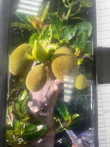 生產者圖片