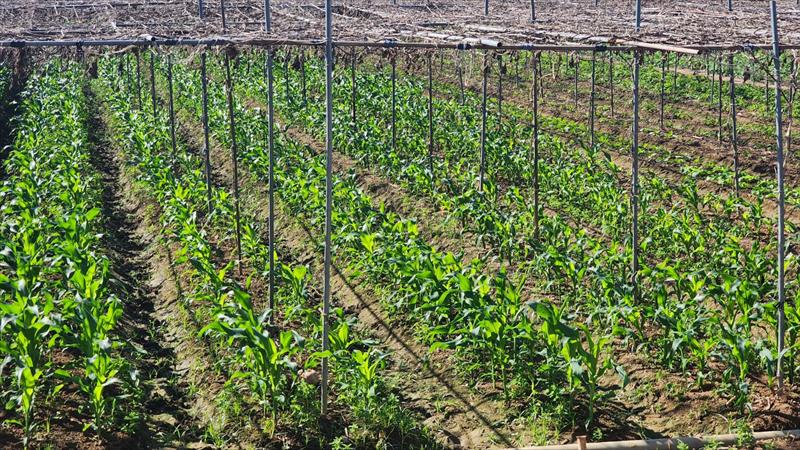 生產者圖片