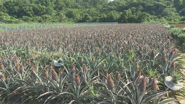 生產者圖片