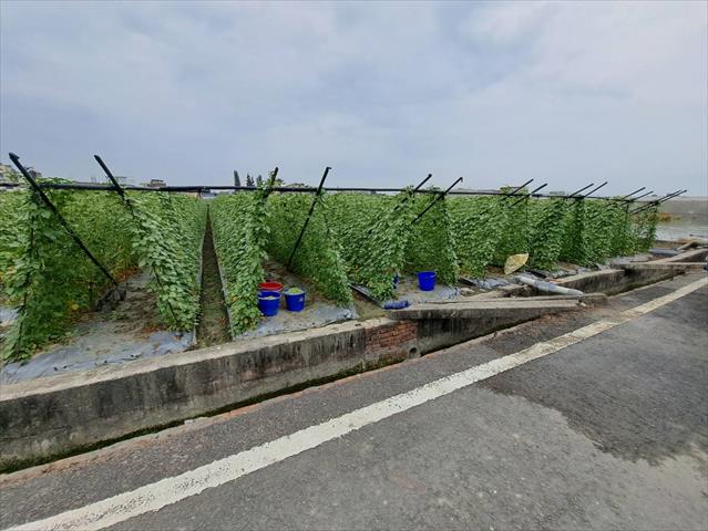 生產者圖片