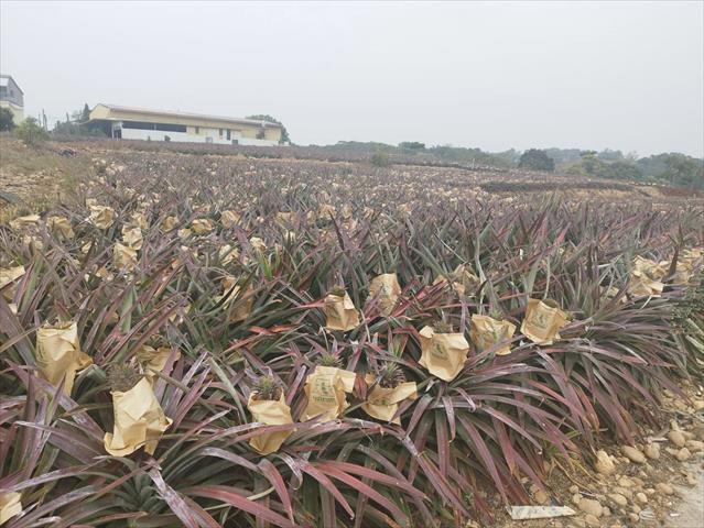 生產者圖片