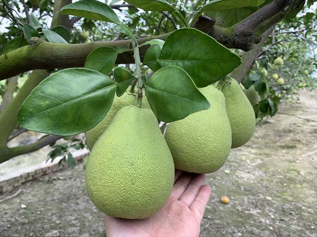 生產者圖片