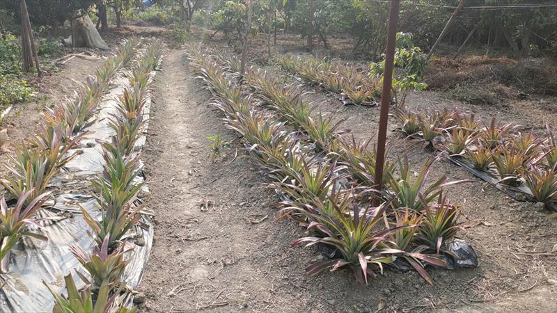 生產者圖片