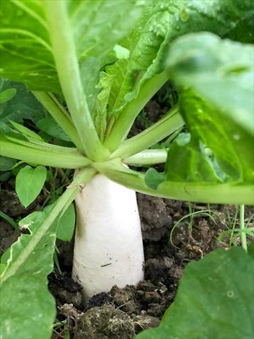 生產者圖片