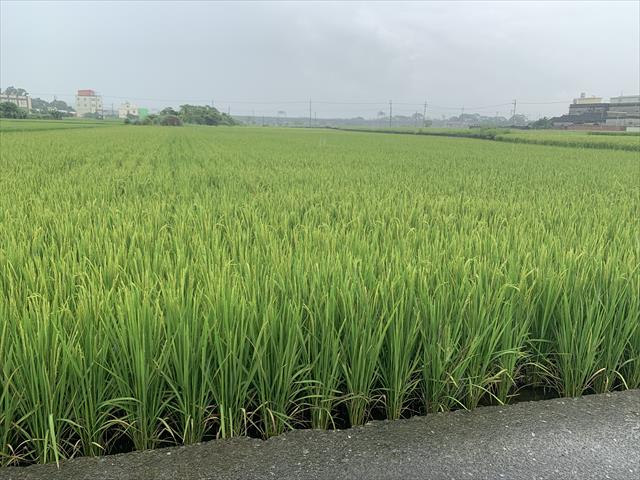 生產者圖片