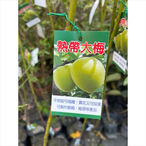 生產者圖片