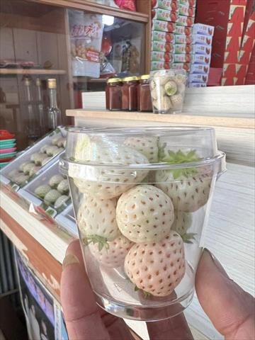 生產者圖片