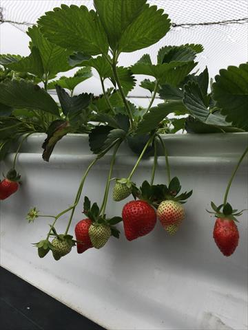 生產者圖片