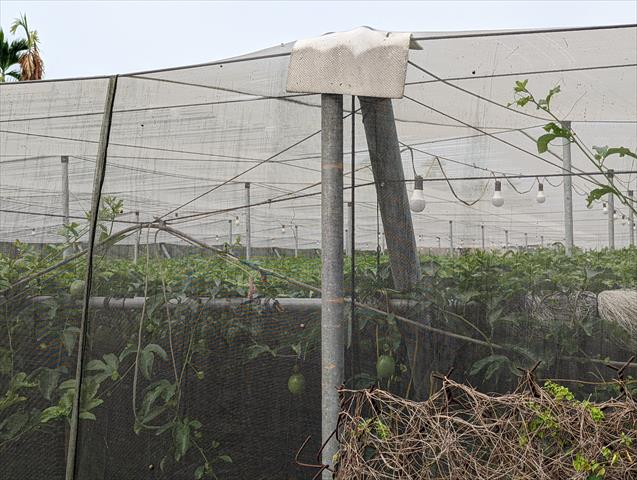 生產者圖片