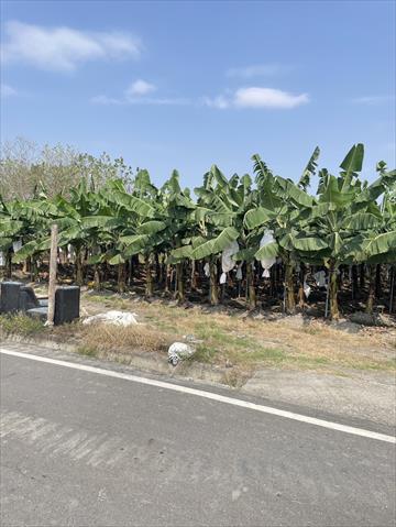 生產者圖片