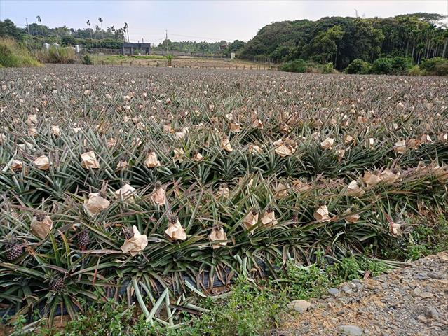 生產者圖片