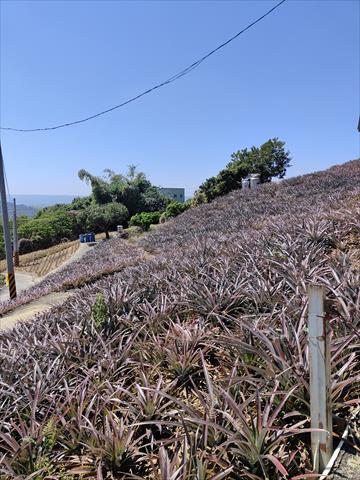 生產者圖片
