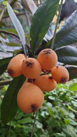 生產者圖片
